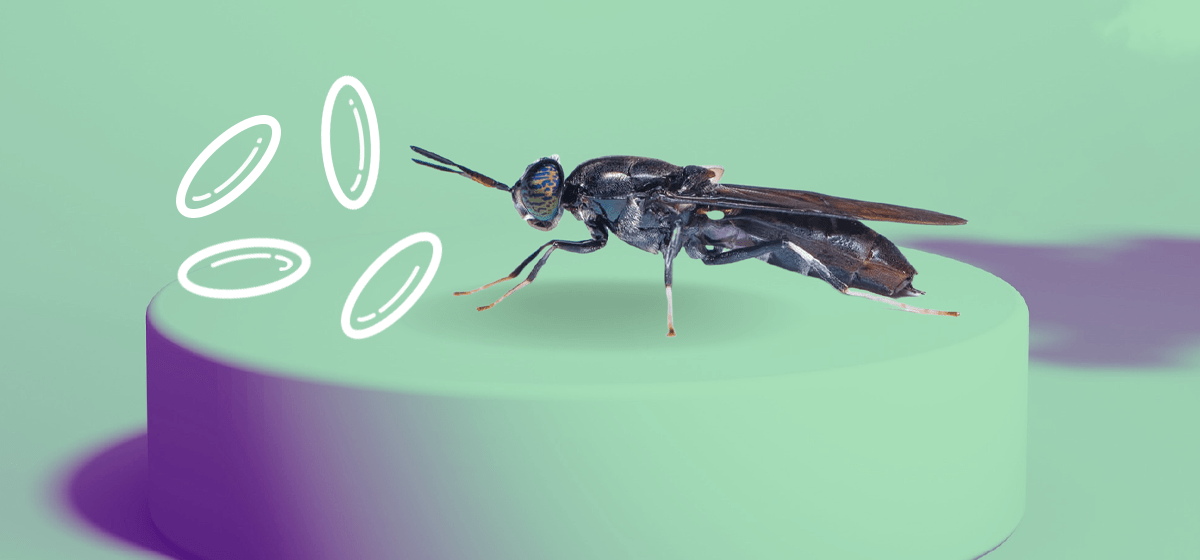 Black soldier fly used in Nasekomo's products