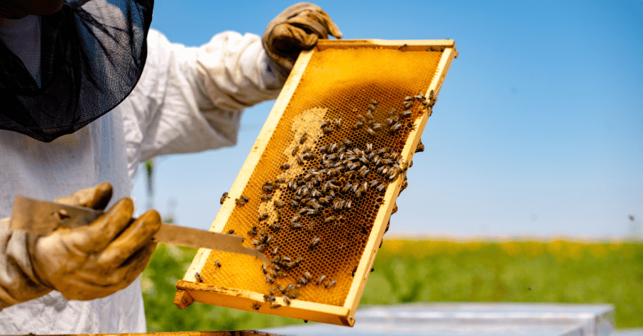 2023's Best States for Beekeeping