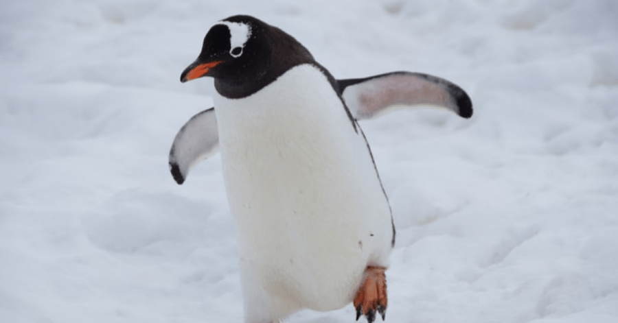 A penguin, personal finance app