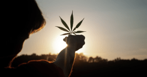 cannabis leaf, cannabis technology
