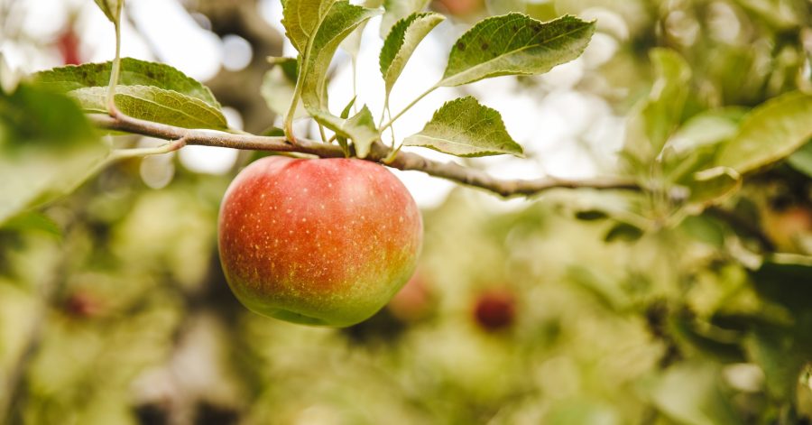 In this article we take a look at the 8 most promising Serbian agritech startups.