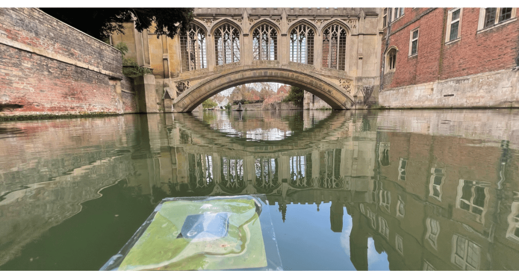 artificial leaves floating in a river in Cambridge