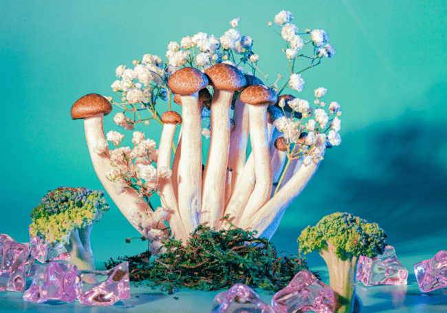 fungi innovations