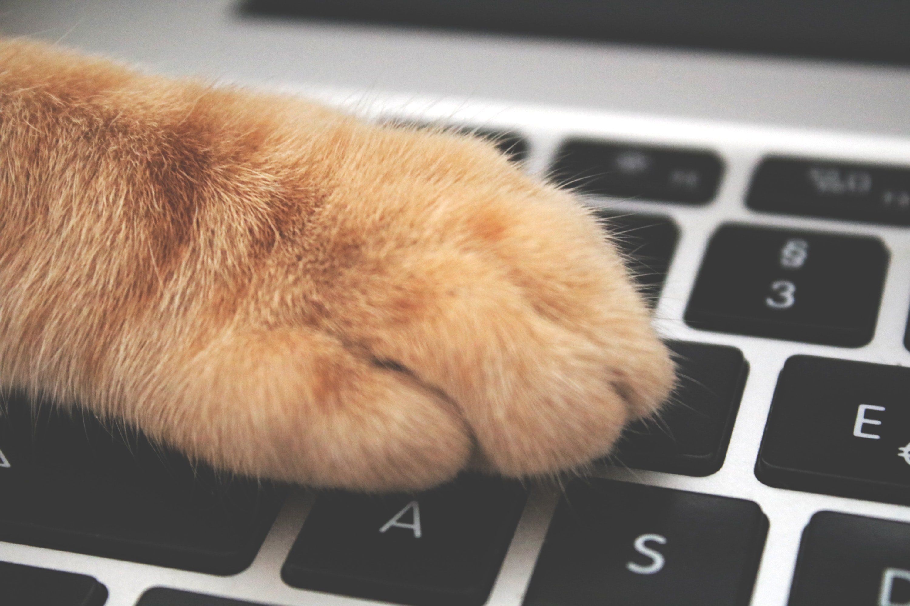 PetTech startups in SEE