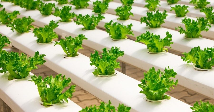 Hydroponics urban farming to relieve food systems from climate stress ... Biology Diagrams